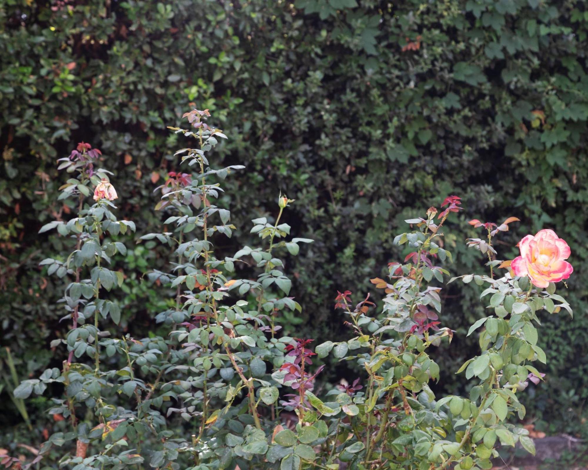 Il Giardino Dei Desideri Viterbo